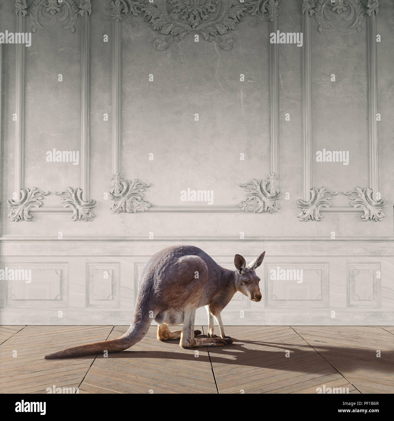 Kangaroo nella sala interna. Foto concetto combinato Foto Stock
