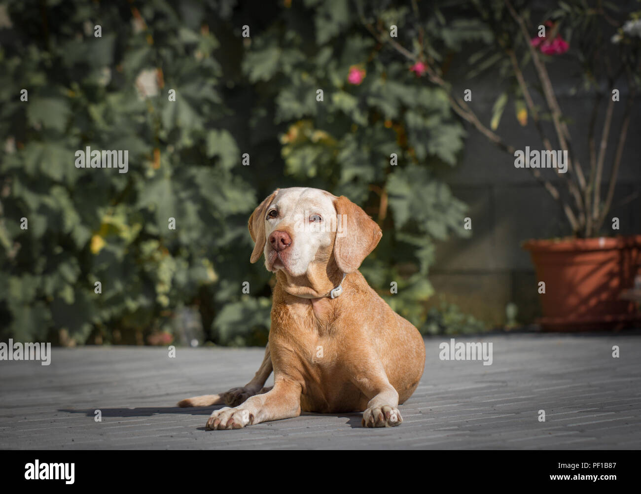Cane senior di riposo in giardino Foto Stock