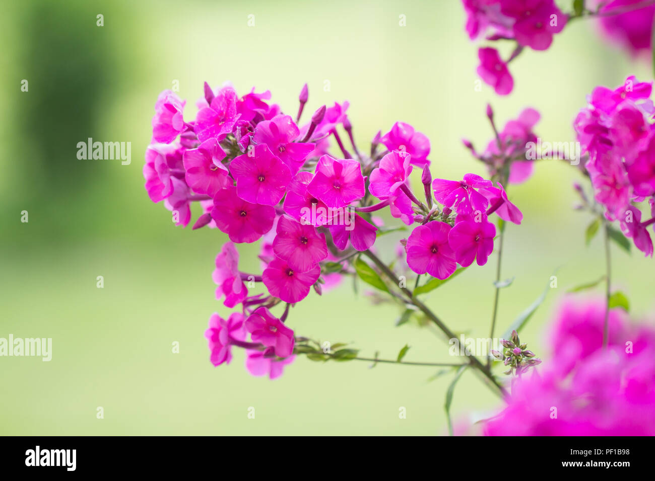 Fiori di colore rosa in giardino Foto Stock