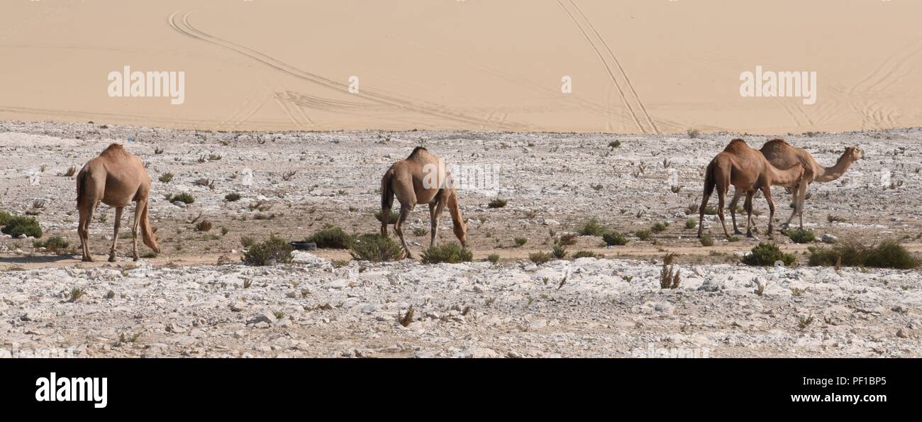 Wild cammelli visto nel deserto del Qatar Foto Stock