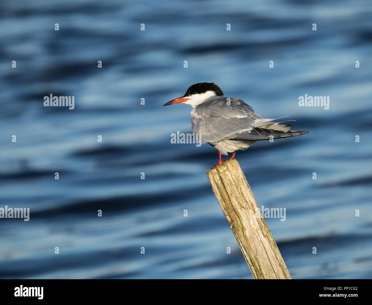 Tern comune (Sterna hirundo) appollaiato sul post guardando a sinistra Foto Stock