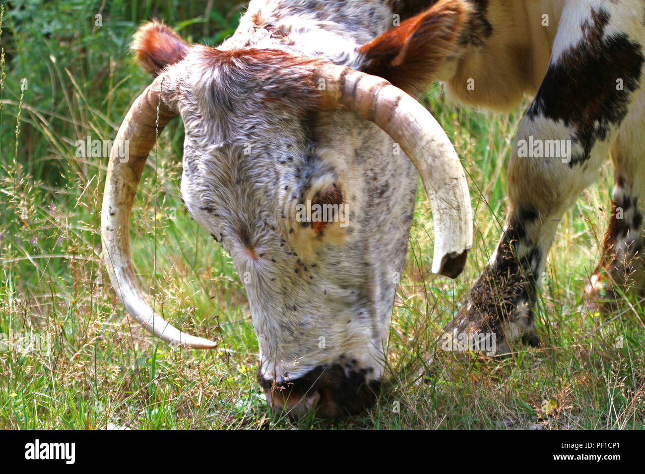 Inglese Longhorn bovini in un bosco selvaggio paesaggio Foto Stock