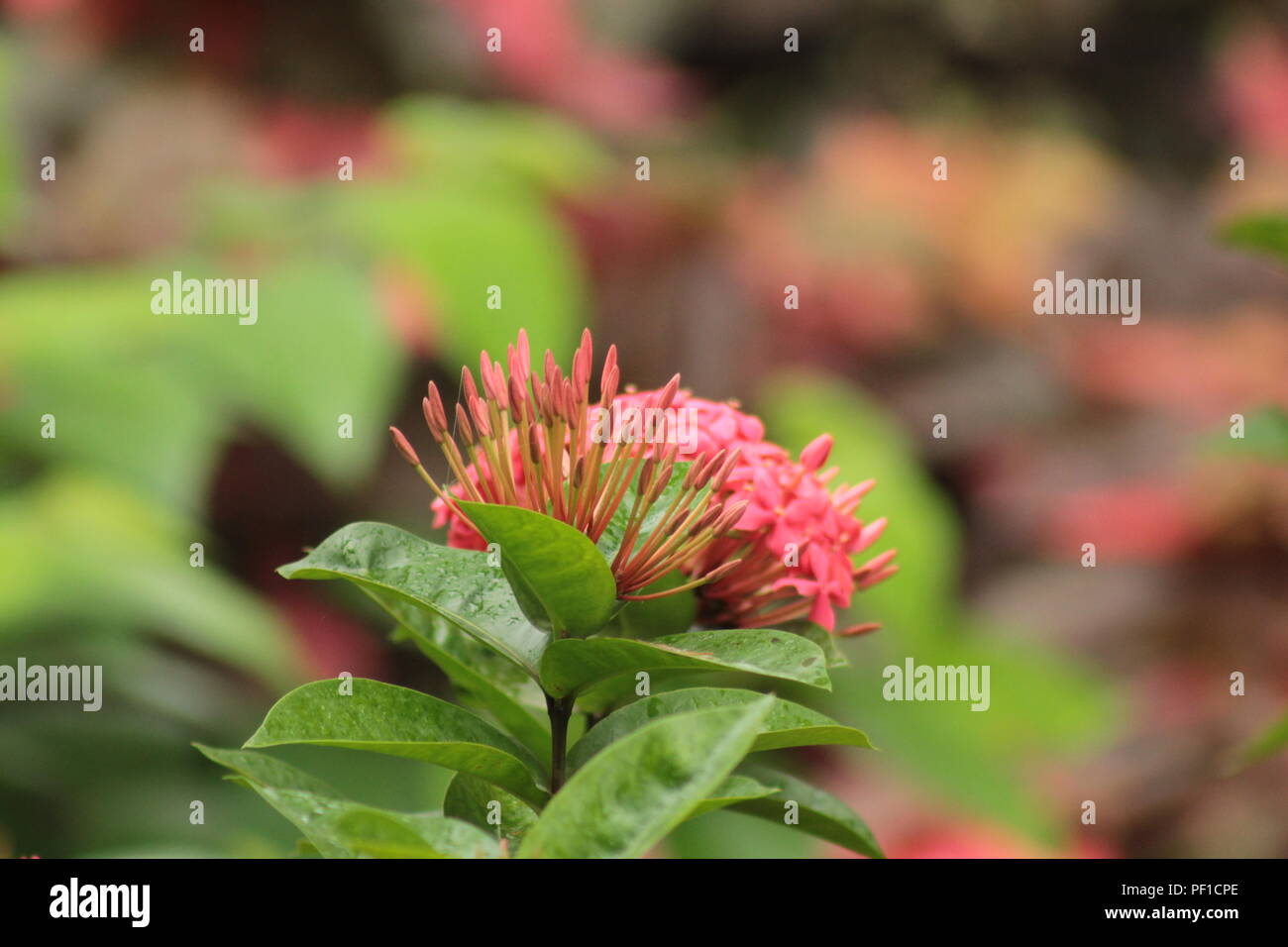Bellissimo Parco nella stagione primaverile in India Foto Stock