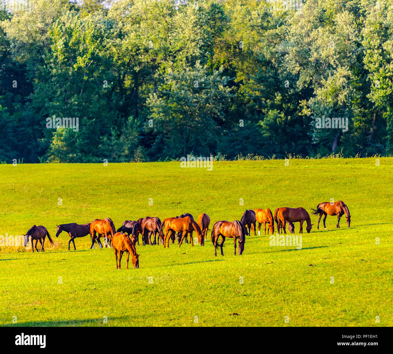 Una mandria di cavalli, Equus ferus caballus, illuminata dal sole che tramonta, pascolano in un pascolo nel nord dell'Indiana Foto Stock