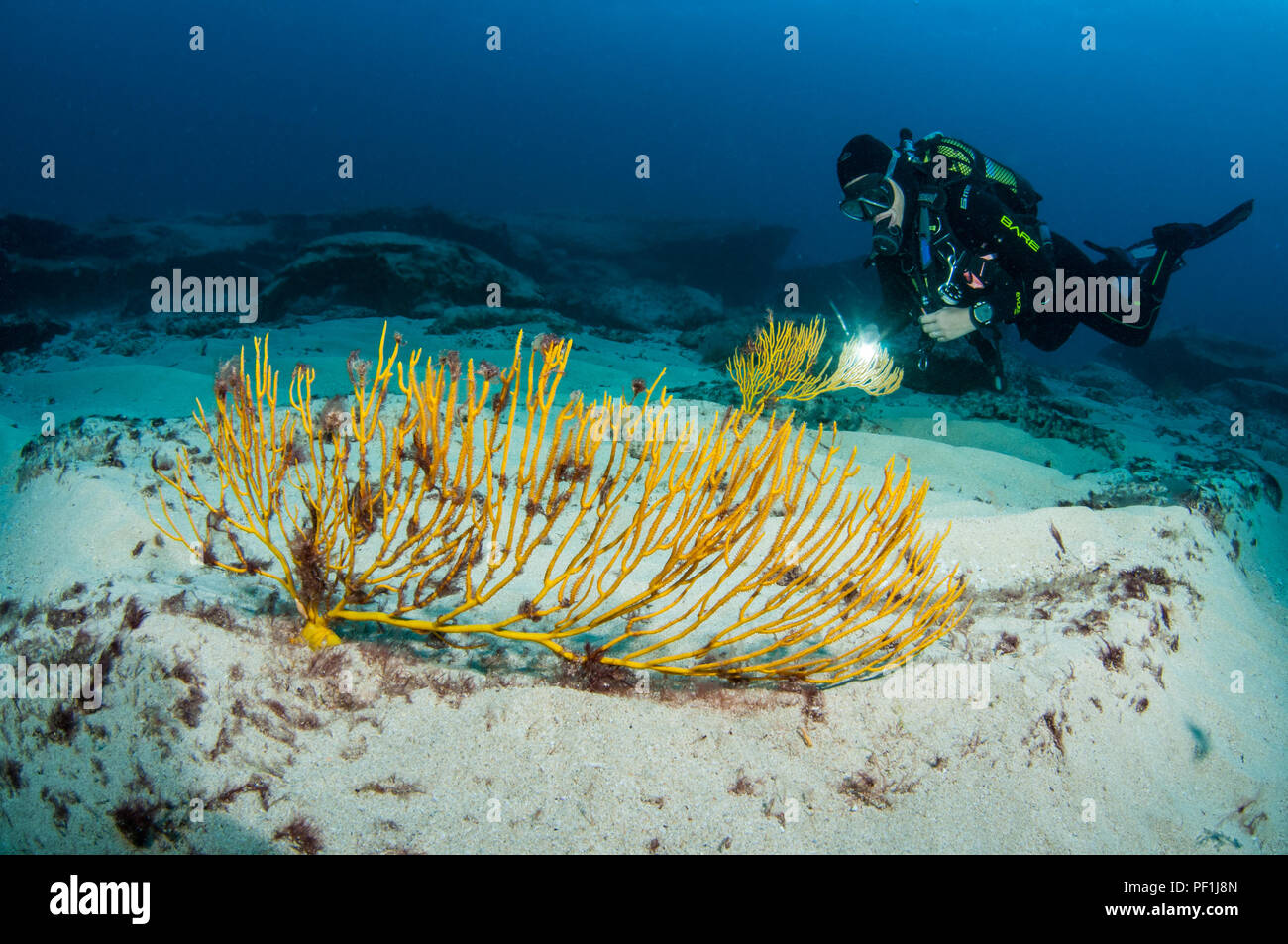 Mar Giallo ventilatore, Leptogorgia viminalis, illuminazione subacqueo con un faretto, Graciosa, Isole Canarie, Spagna Foto Stock