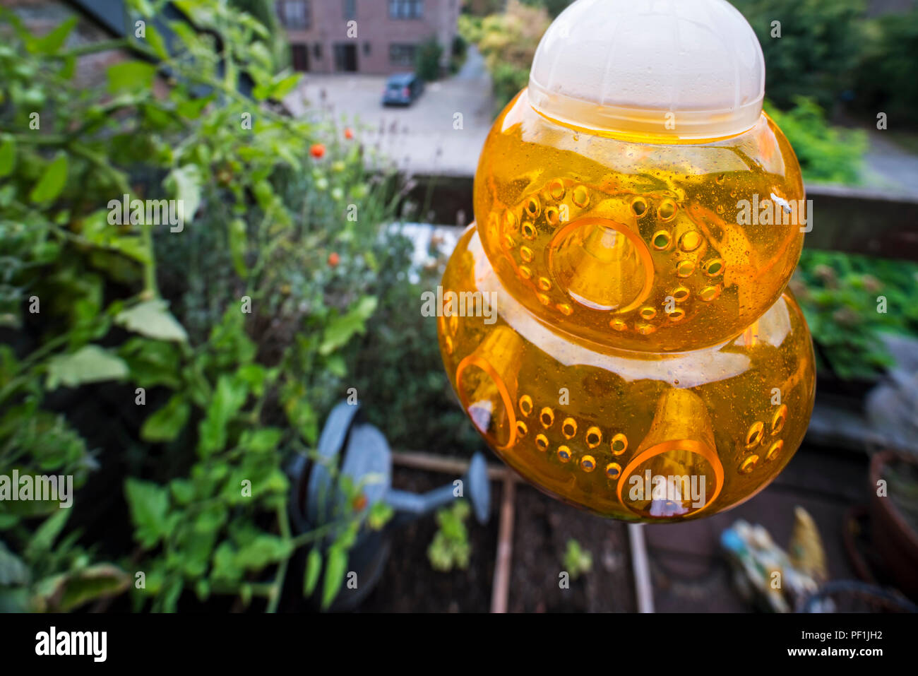 Esterno in plastica wasp trap sul balcone per attirare, cattura e uccisione di vespe per annegamento nel dolce liquido come la birra o limonata in estate Foto Stock