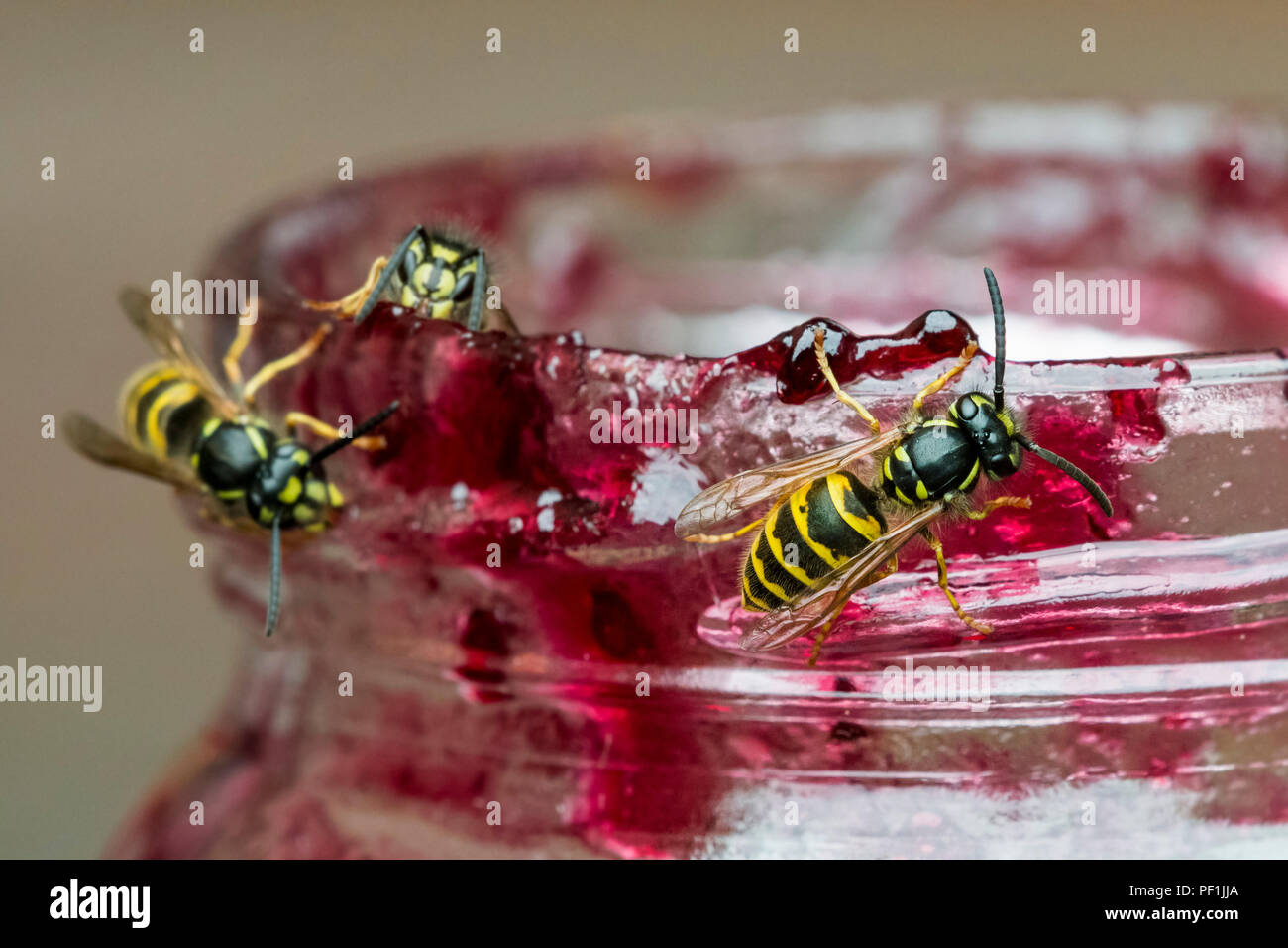 Tre comuni vespe (Vespula vulgaris), attratti dal dolce profumo di frutta, mangiare la marmellata di arance dal vaso aperto / vasetto di marmellata in estate Foto Stock