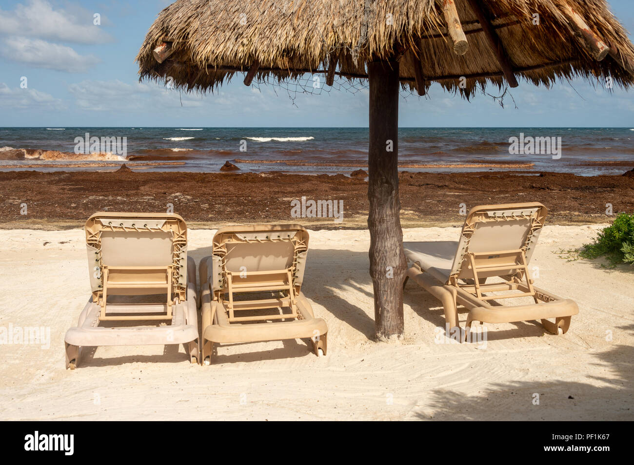 Vuoto sedie lunghe come i turisti sono di stare lontani da una spiaggia invaso con Sargassum alghe. Foto Stock