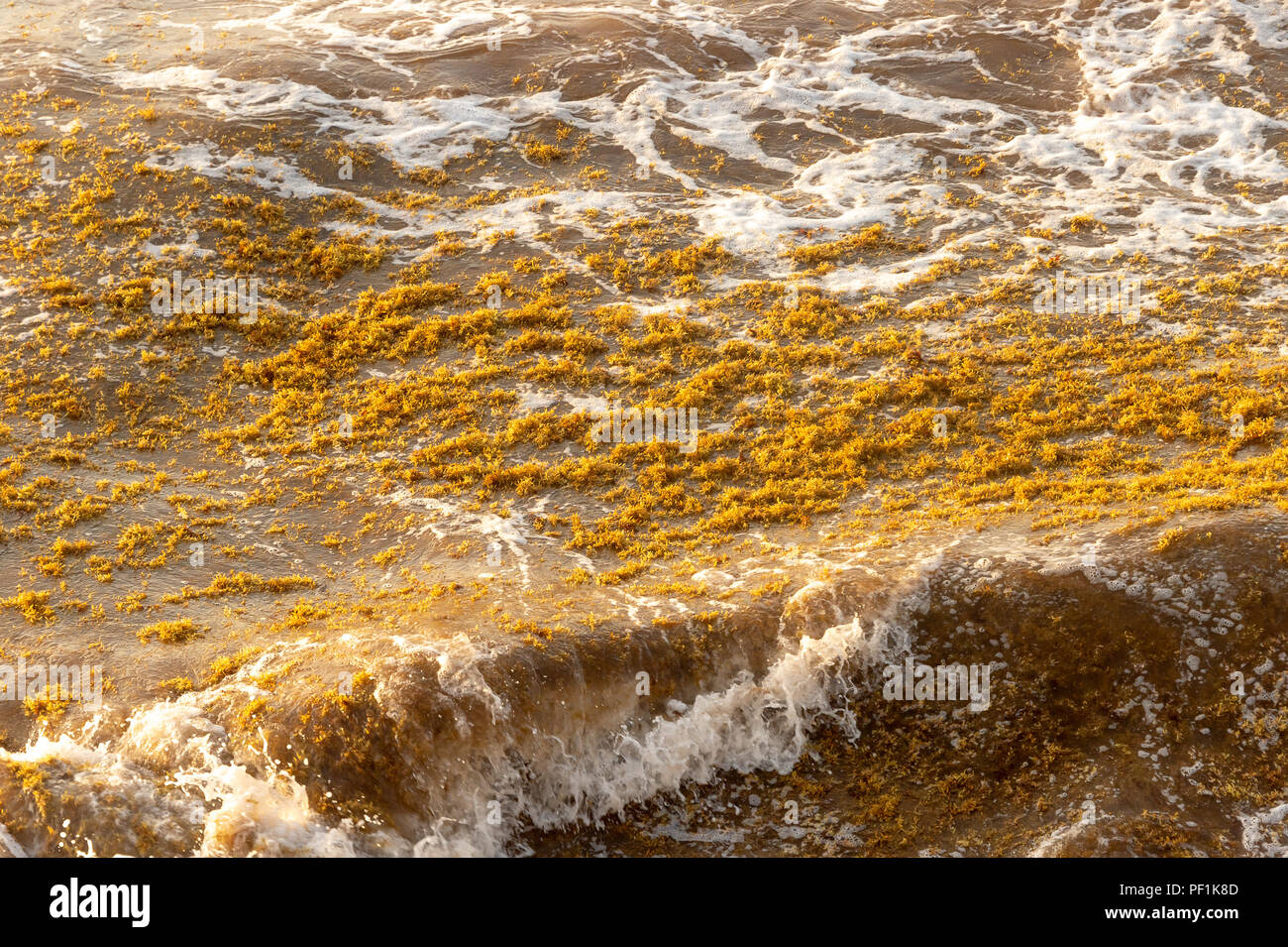 Sargassum patch di alghe galleggianti sull'acqua in Tulum, Messico. Foto Stock