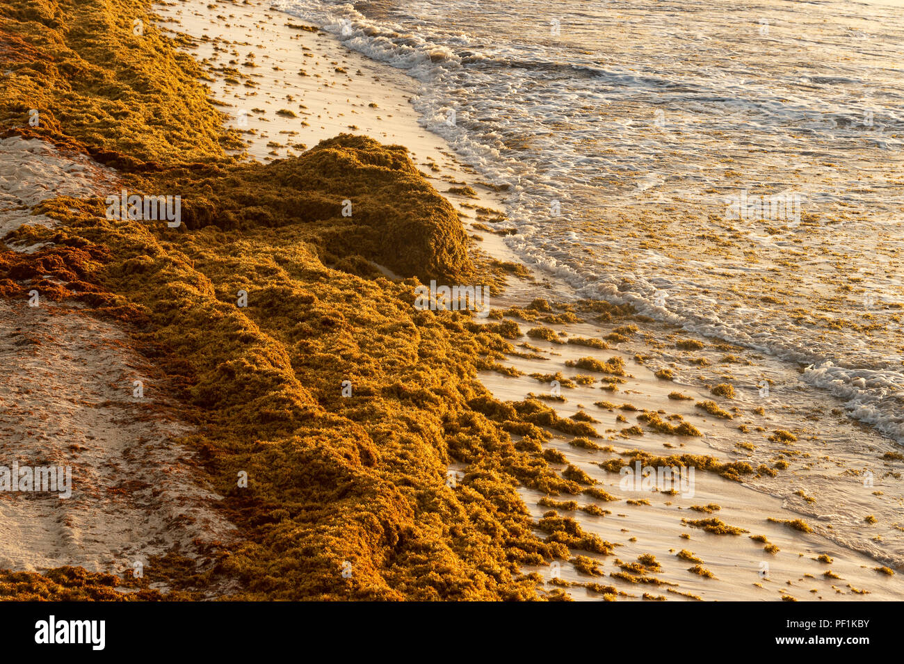 Le patch di Sargassum alga su una spiaggia di Tulum in Messico Foto Stock