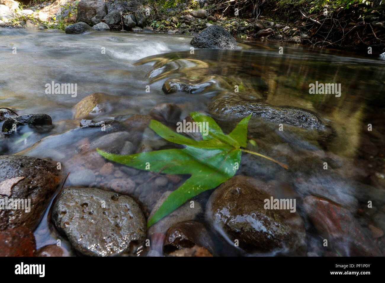 Flujo de agua de arroyo La Cueva de Tres Ríos, Sonora, Messico. hojas de arbol Aliso, o Sicomoro de la especie es Platanus wrighti. flusso di flusso di acqua La Cueva de Tres Ríos, Sonora, Messico. Foglie di albero Ontano, o Sycamore della specie è Platanus wrighti. Expedición scoperta Madrense de GreaterGood ORG que recaba datos que sirven como información de referencia para entender mejor las Relaciones biológicas del Archipiélago Madrense y se usan para proteger y conservar las tierras vírgenes de las Islas Serranas Sonorenses. Expedición binacional aye une un colaboradores de México y Estado Foto Stock