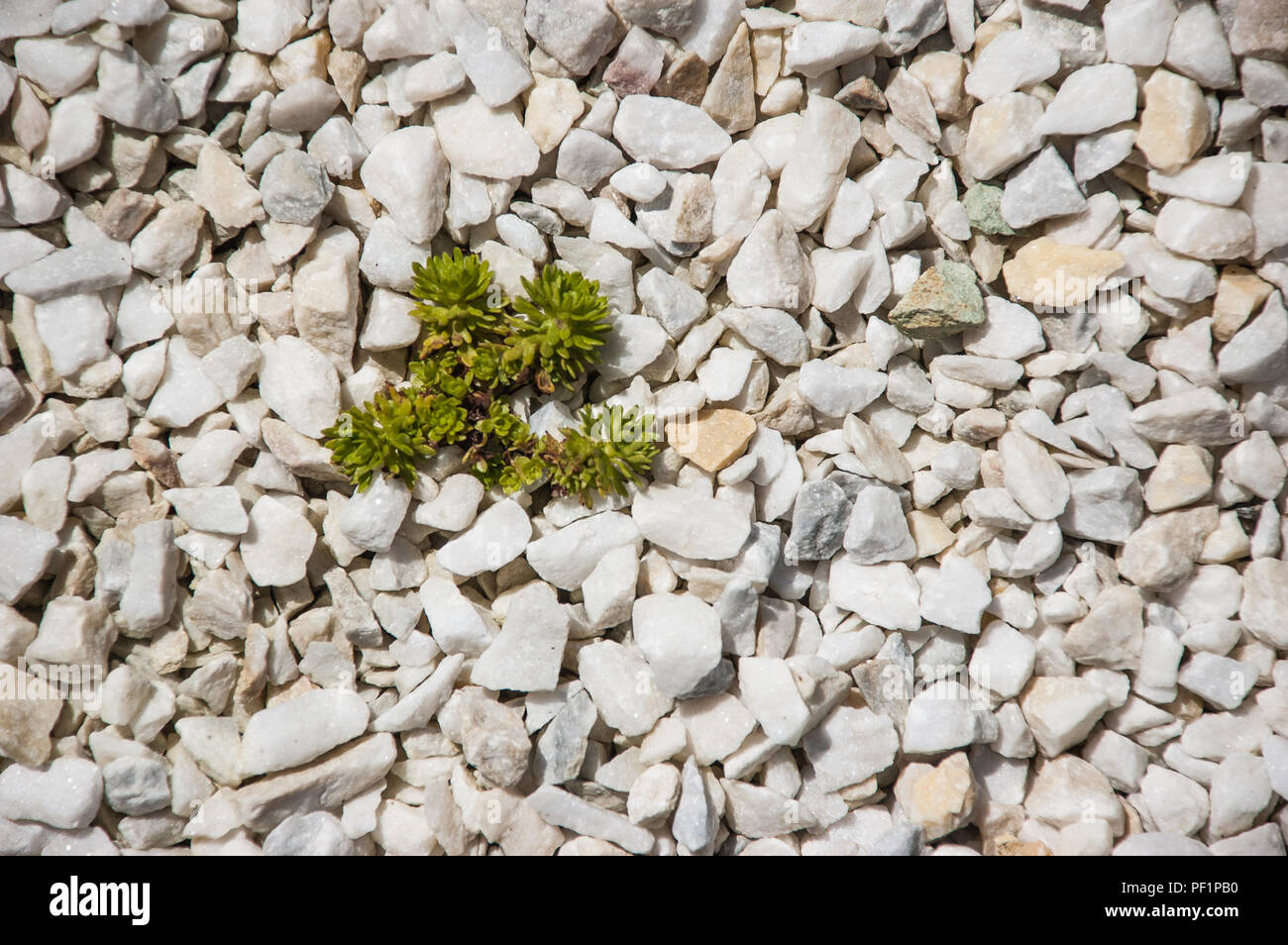 Giallo e pianta verde su sfondo di ghiaia Foto Stock