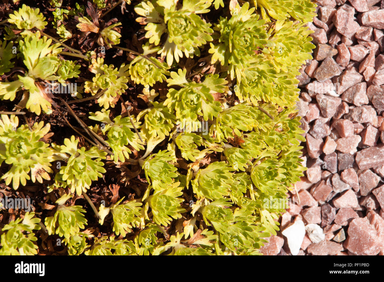 Giallo e pianta verde su sfondo di ghiaia Foto Stock