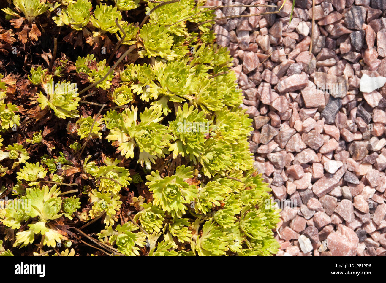 Giallo e pianta verde su sfondo di ghiaia Foto Stock