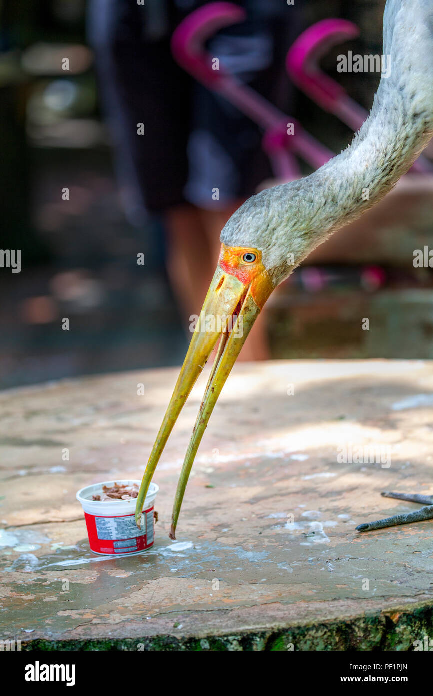 Un giallo-fatturati stork, Mycteria ibis, si aiuta da sé in una coppa di gelato seduti su un tavolo in Kuala Lumpur Bird Park, Malaysia, sud-est asiatico. Foto Stock