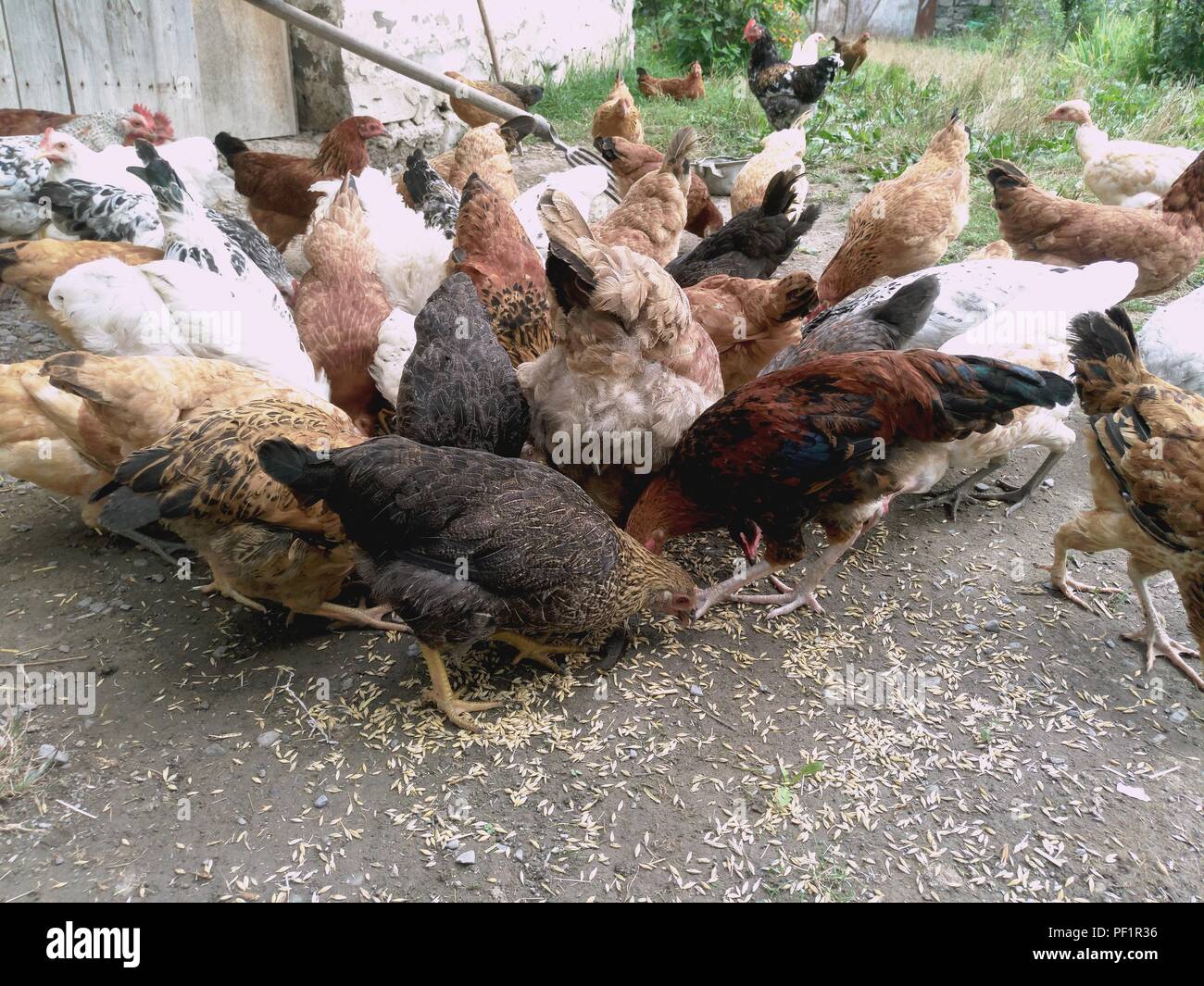 Polli e galline a mangiare cibo . Pollo, pollo, traghetto, mangia da scarafaggi Foto Stock