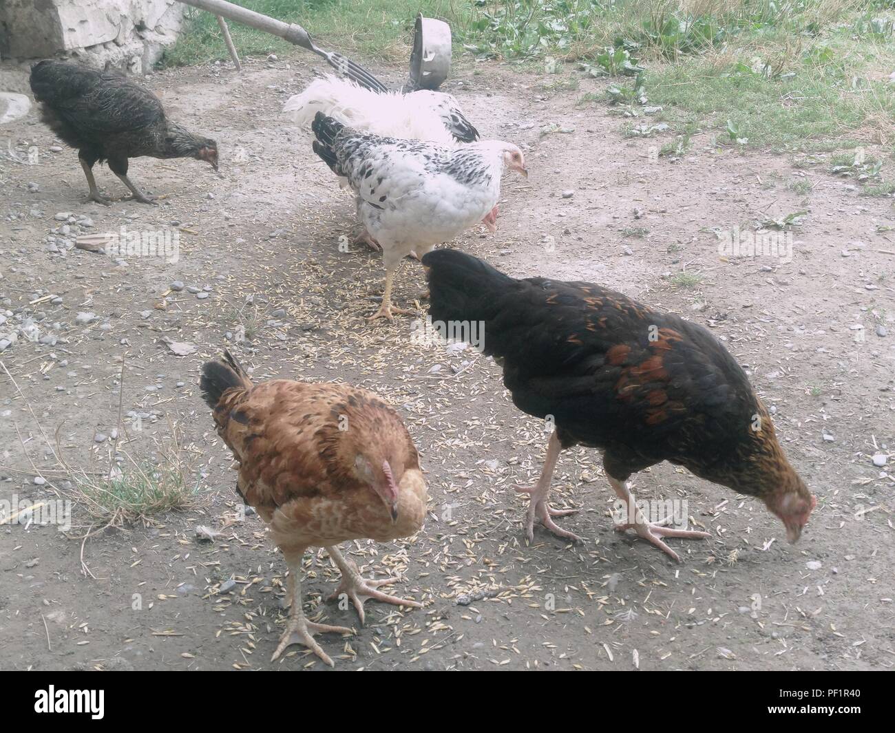 Polli e galline a mangiare cibo . Pollo, pollo, traghetto, mangia da scarafaggi Foto Stock