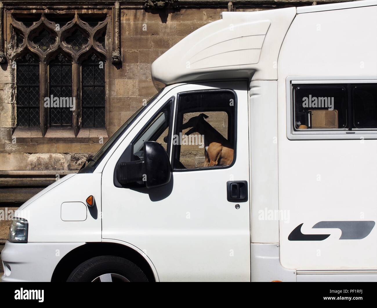 Un cane seduto nella cabina di un camper, guardando come se si tratta di guida, da Hull Minster, Kingston Upon Hull, East Riding of Yorkshire, Inghilterra, Regno Unito Foto Stock