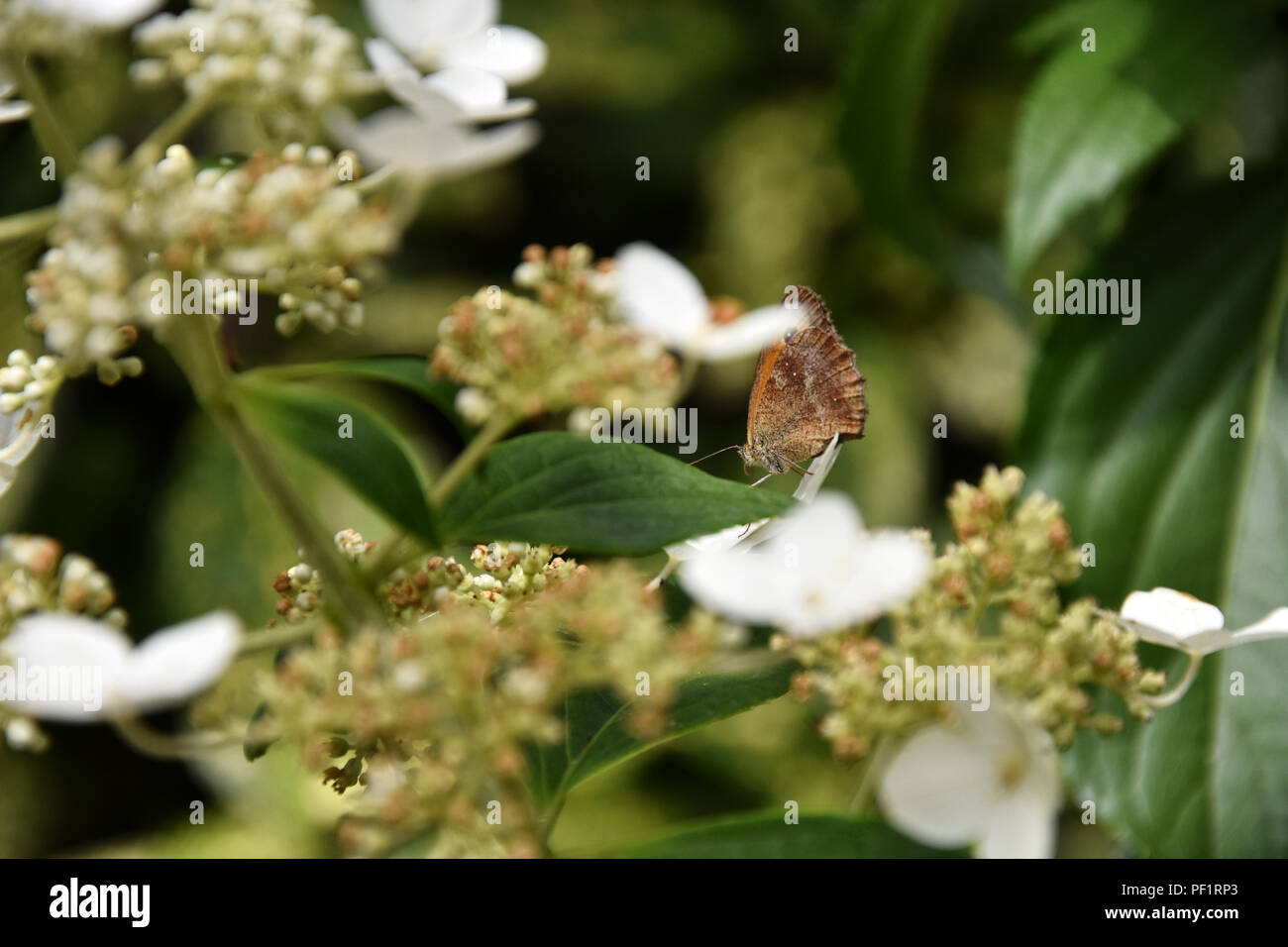 Un piccolo prato marrone a farfalla posata su una foglia tra fiori su un luminoso giorno Foto Stock