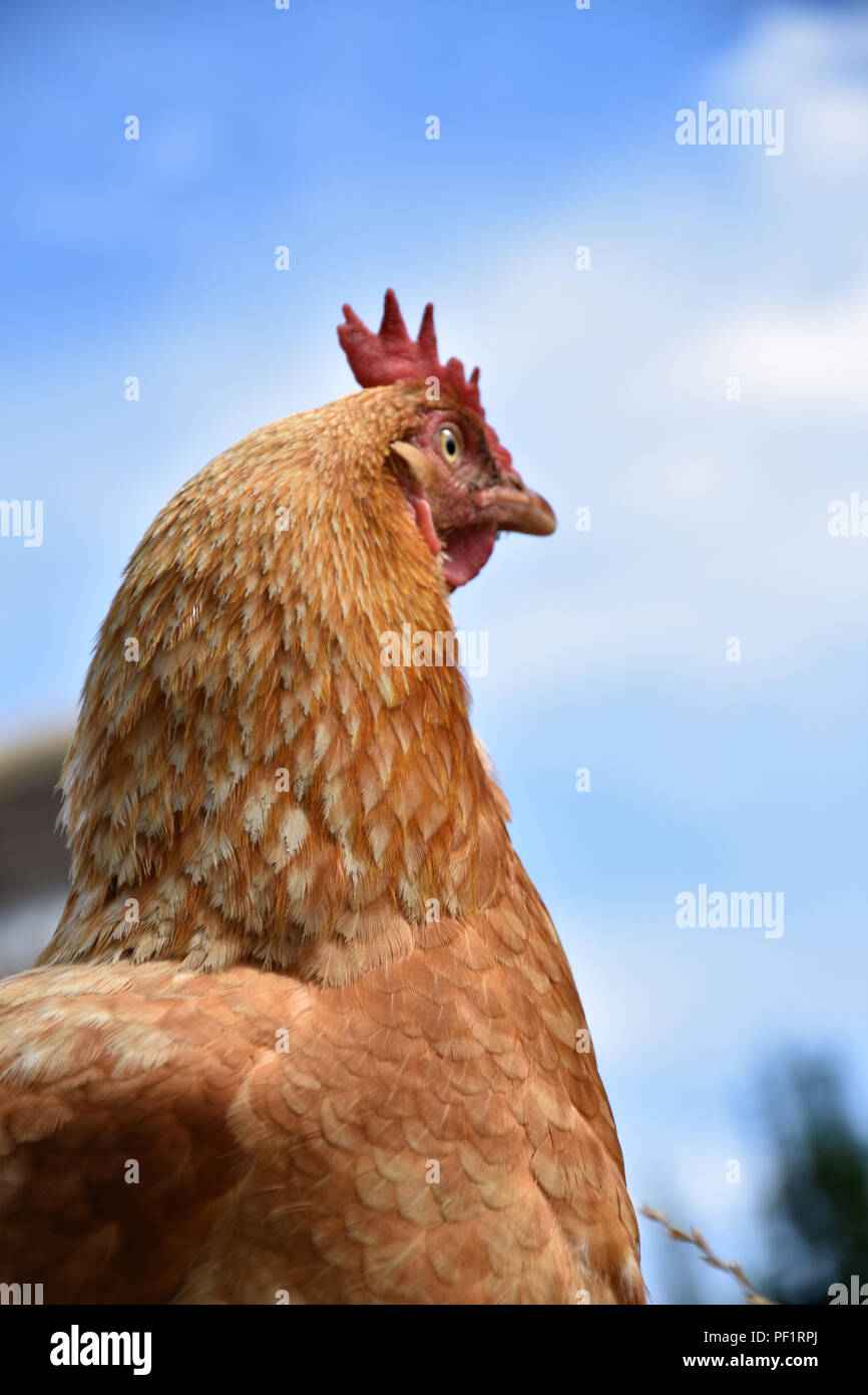 Un pollo all'esterno guardando un cielo chiaro Foto Stock