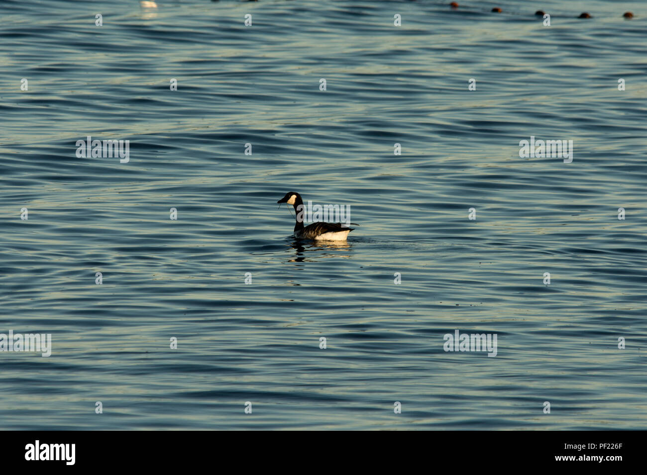 Canada Goose nuoto sul Mar Baltico appena fuori Hiddensee isola appena fuori della Germania la più grande isola Ruegen nel Mar Baltico. Foto Stock