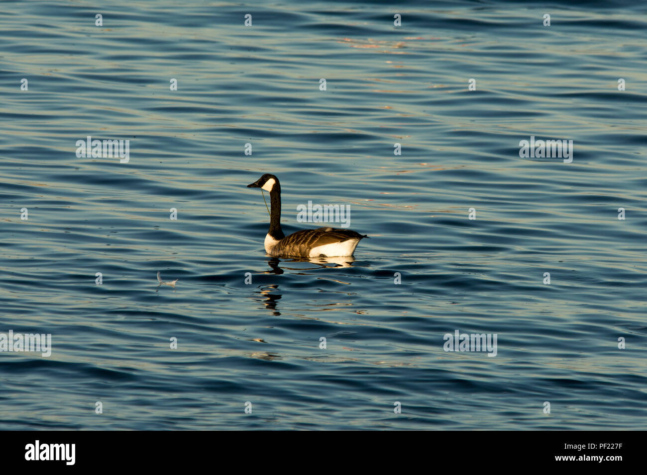 Canada Goose nuoto sul Mar Baltico appena fuori Hiddensee isola appena fuori della Germania la più grande isola Ruegen nel Mar Baltico. Foto Stock