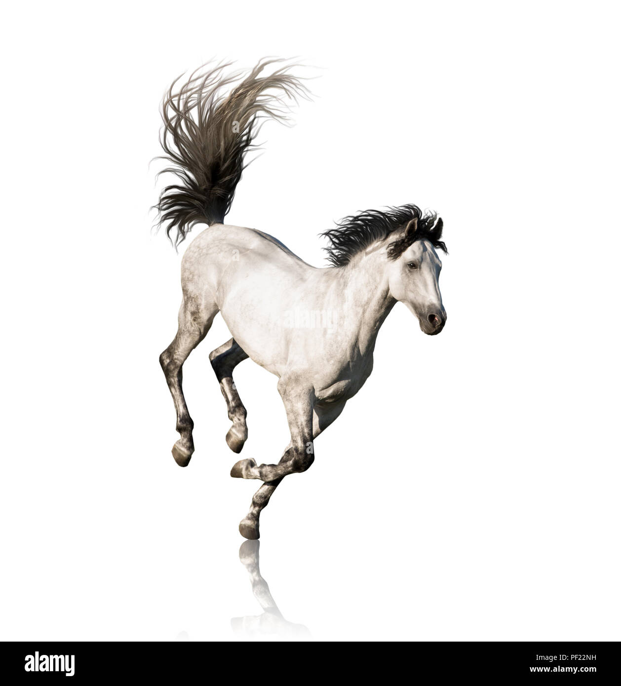 White Horse corre isolati su sfondo bianco Foto Stock