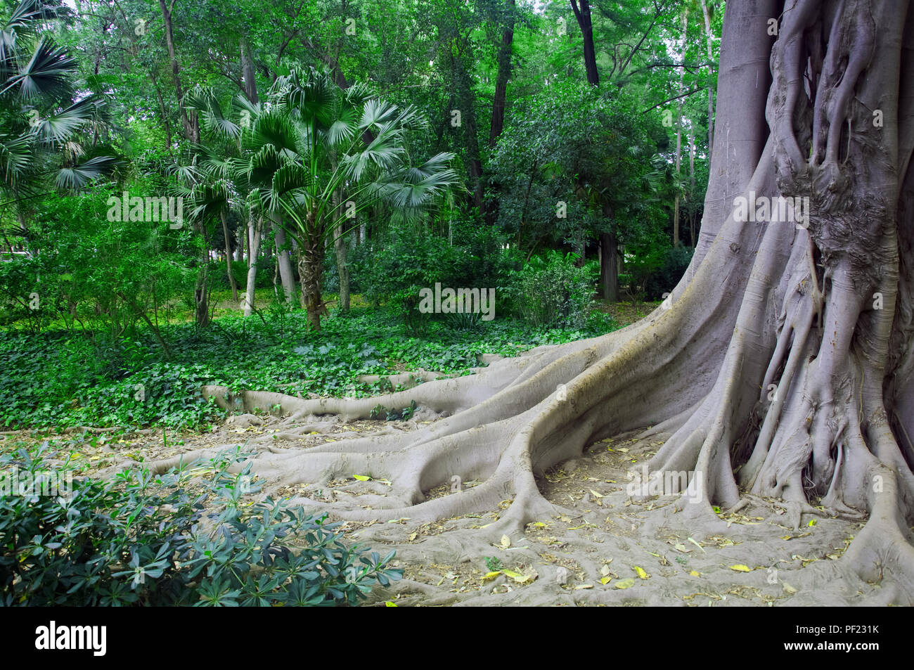 Grande vecchio albero con radici nel parco verde, molla, Siviglia, Spagna Foto Stock