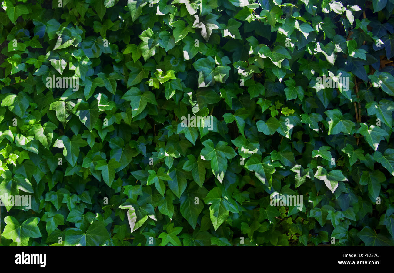 Parete di verde foglie d'edera nel giardino, soleggiata giornata estiva Foto Stock