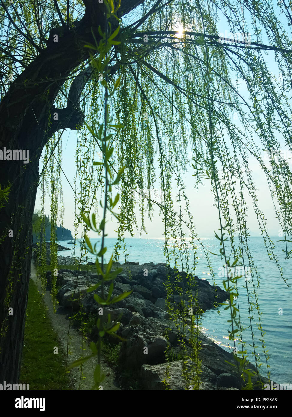Strega willow tree in lago di bank, estate, Italia Foto Stock