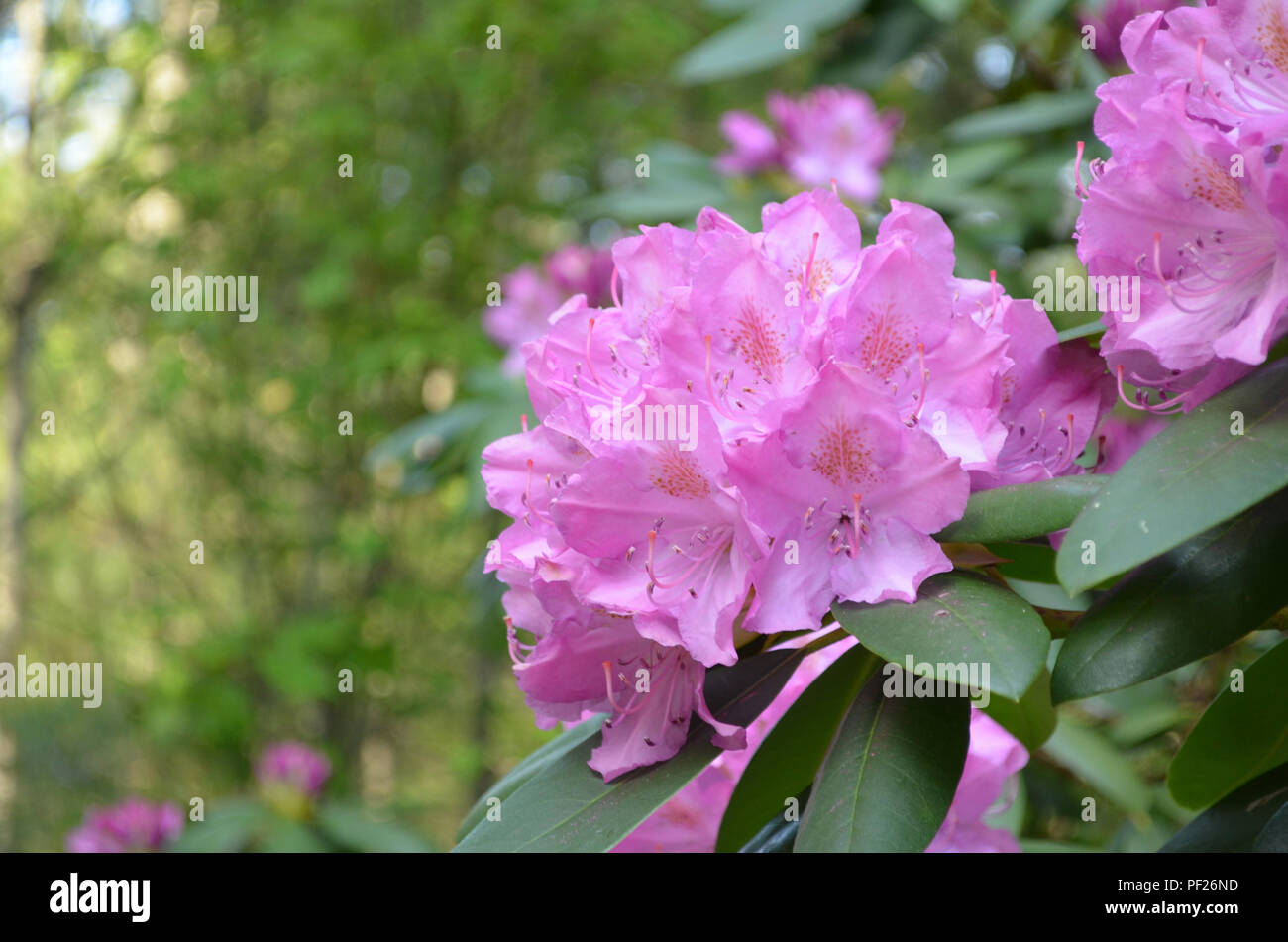 Fioritura rosa rododendro bush con grandi fiori di colore rosa. Foto Stock