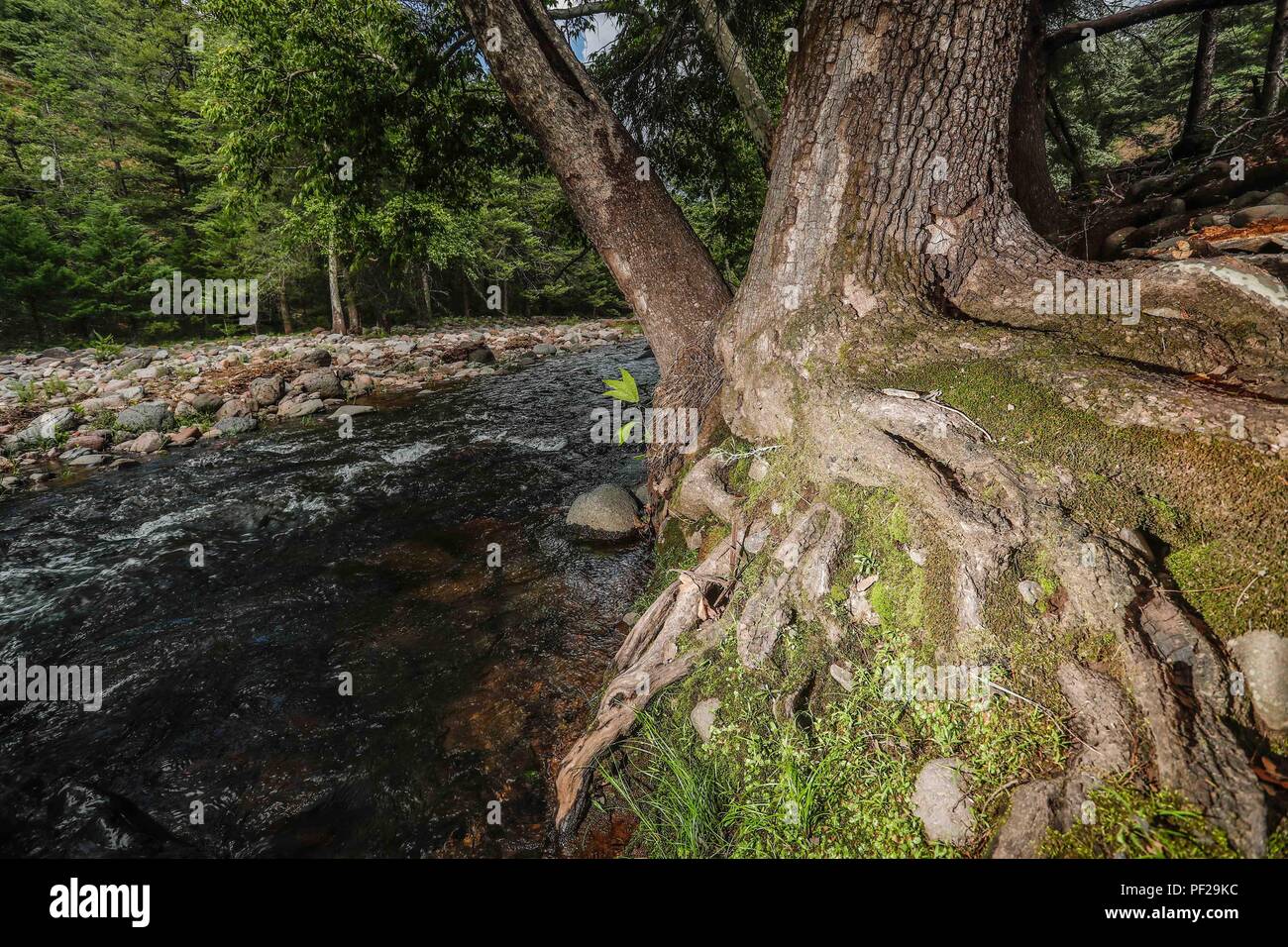 Arroyo gavilan. Stream hawk. raiz de arbol, tree root. Expedición scoperta Madrense de GreaterGood ORG que recaba datos que sirven como información de referencia para entender mejor las Relaciones biológicas del Archipiélago Madrense y se usan para proteger y conservar las tierras vírgenes de las Islas Serranas Sonorenses. Expedición binacional aye une un colaboradores de México y Estados Unidos con experiencias y especialidades de las Ciencias biológicas variadas, con la intención de aprender lo más posible sobre Mesa de Tres Ríos, La porción más norteña de la Sierra Madre Occidental. Foto Stock