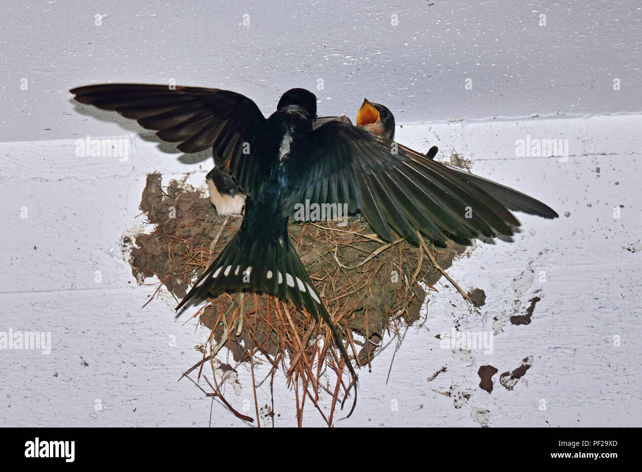 Barn swallow alimenta il suo piccolo nel nido Foto Stock