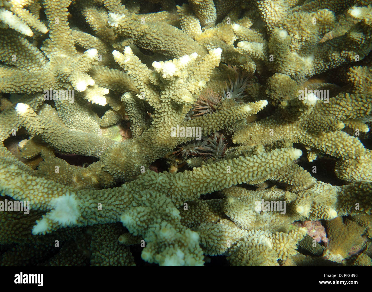 La corona di spine starfish (Acanthaster spp.) nascosti tra le sue prede favorite, Acropora staghorn coral. La Grande Barriera Corallina, Queensland, Australia Foto Stock
