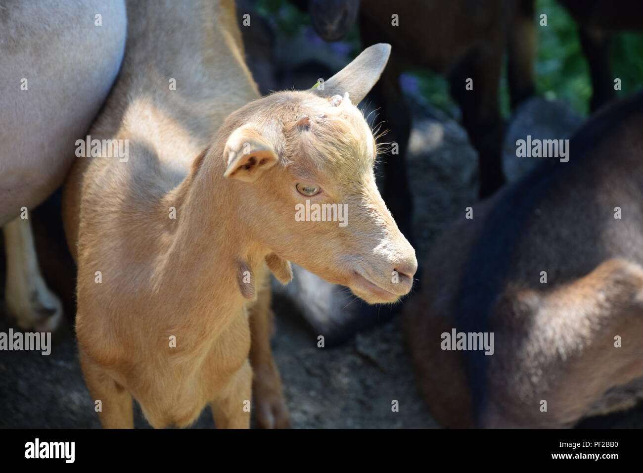 Caprini godendo una giornata di sole in una fattoria di latte vicino a Tourettes sur Loup in Provenza, Francia Foto Stock