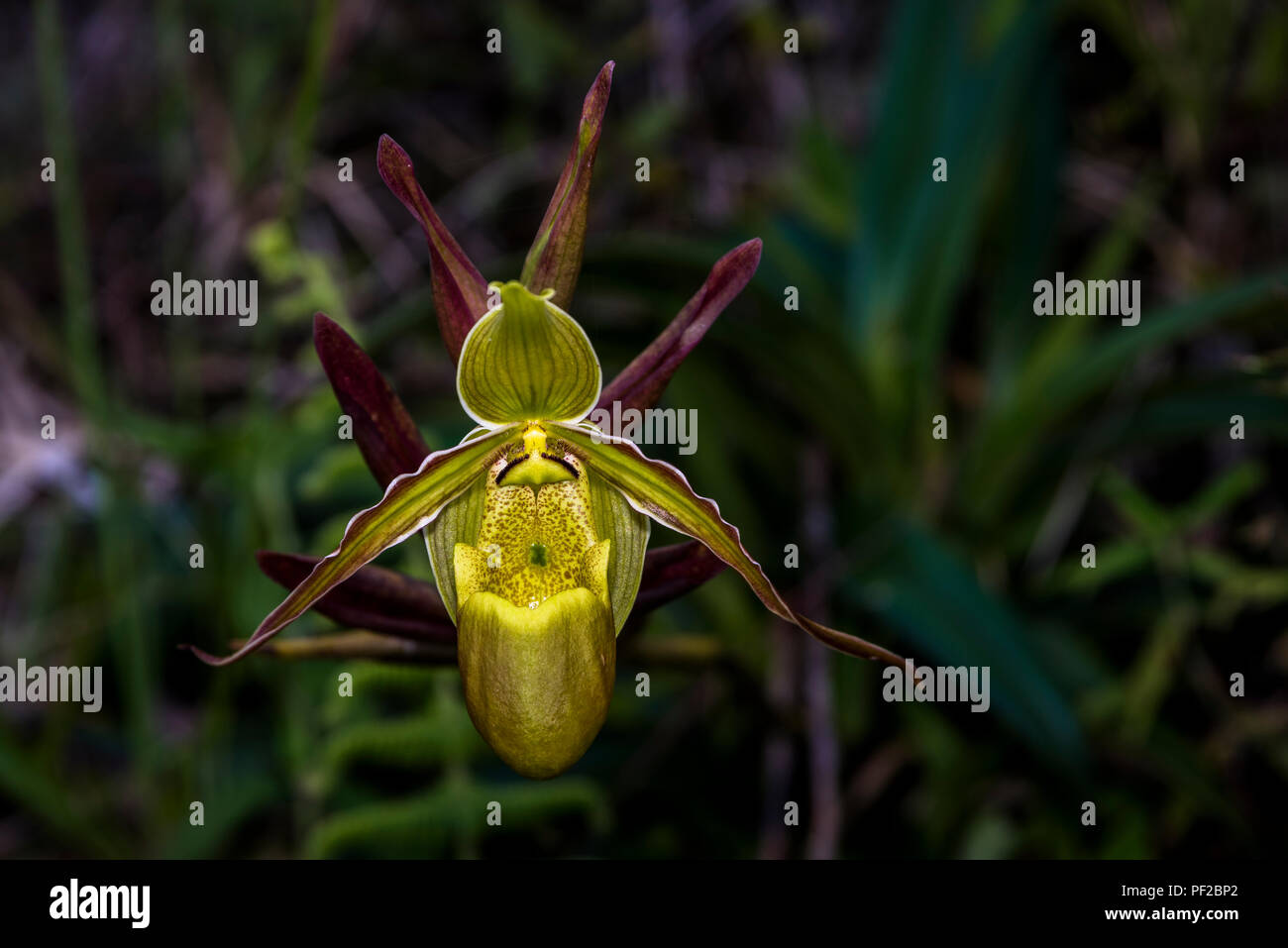 Lady slipper orchid Cypripedium calceolus Foto Stock