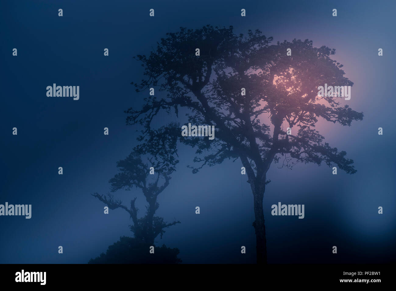 Grande albero nella nebbia blu nebbia ora fulmine Foto Stock