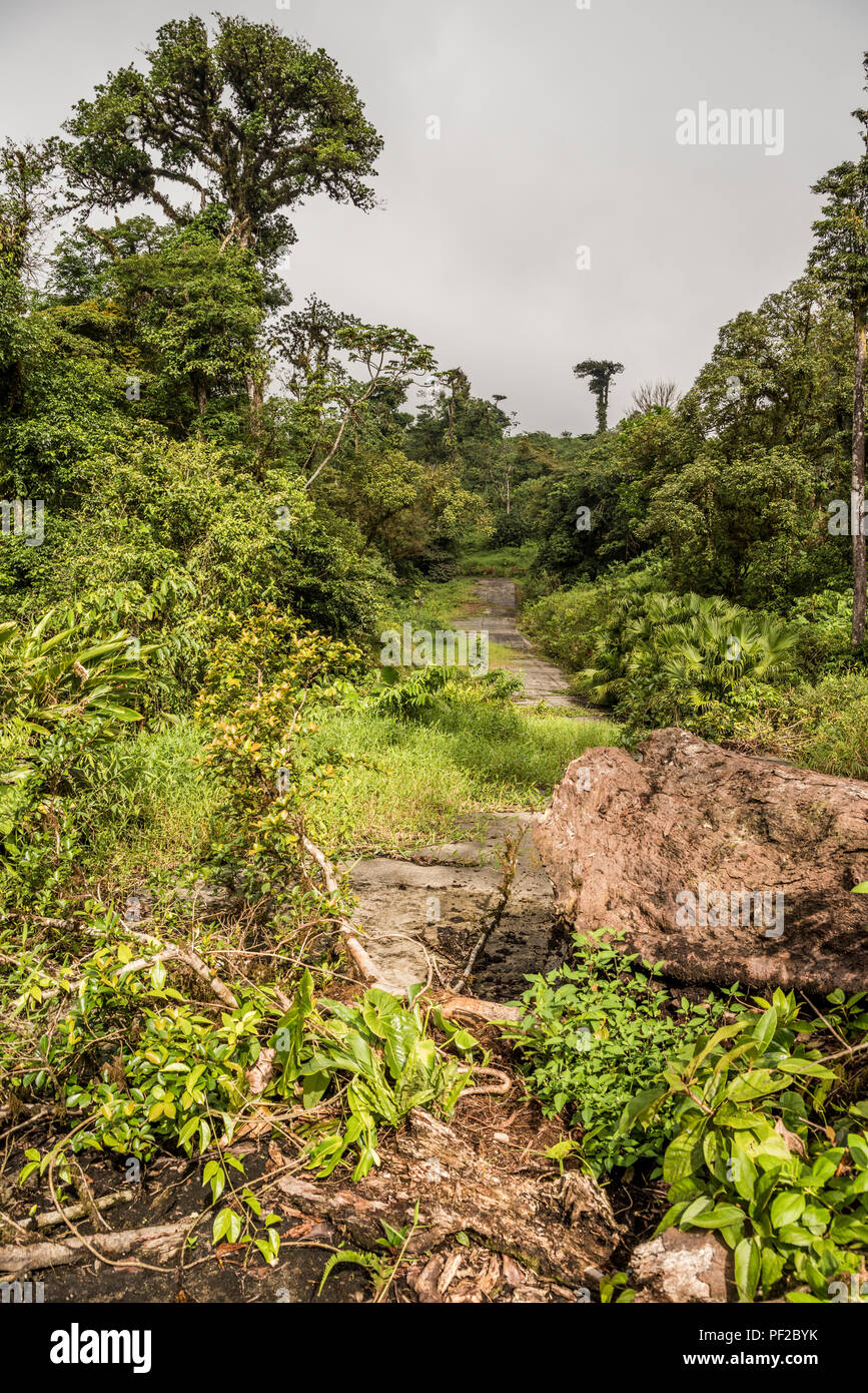 Strada persi nella giungla ricoperta di vegetazione verde Foto Stock
