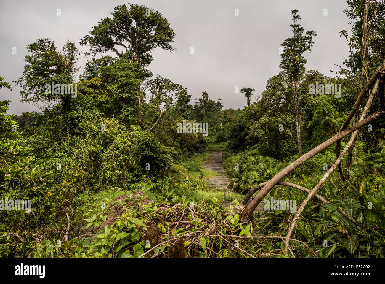 Strada persi nella giungla ricoperta di vegetazione verde Foto Stock