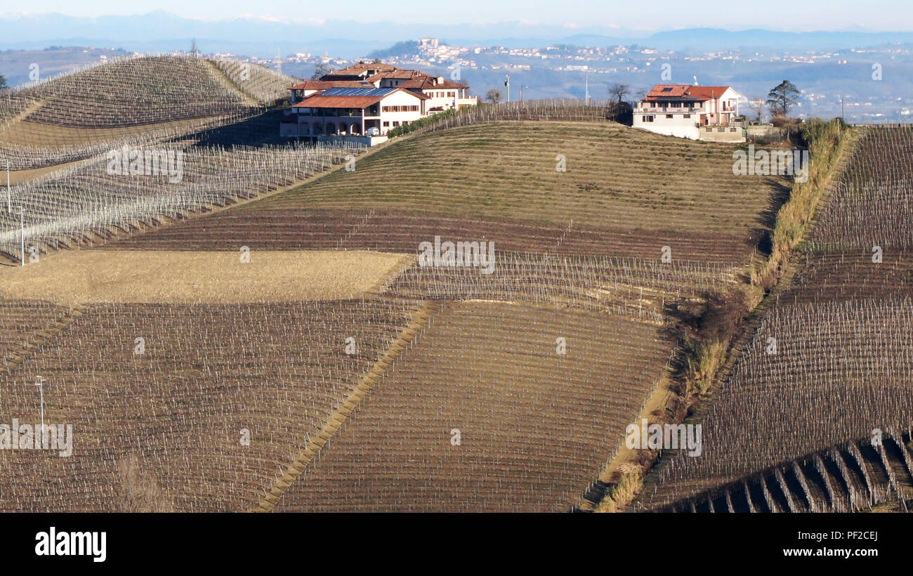 Vigneto nel villaggio di Serralunga Alba, Italia Foto Stock