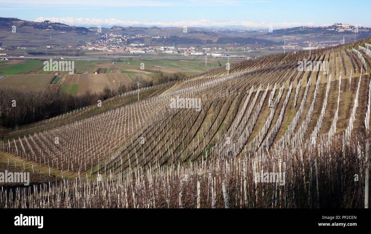 Vigneto nel villaggio di Serralunga d'Alba, Italia Foto Stock