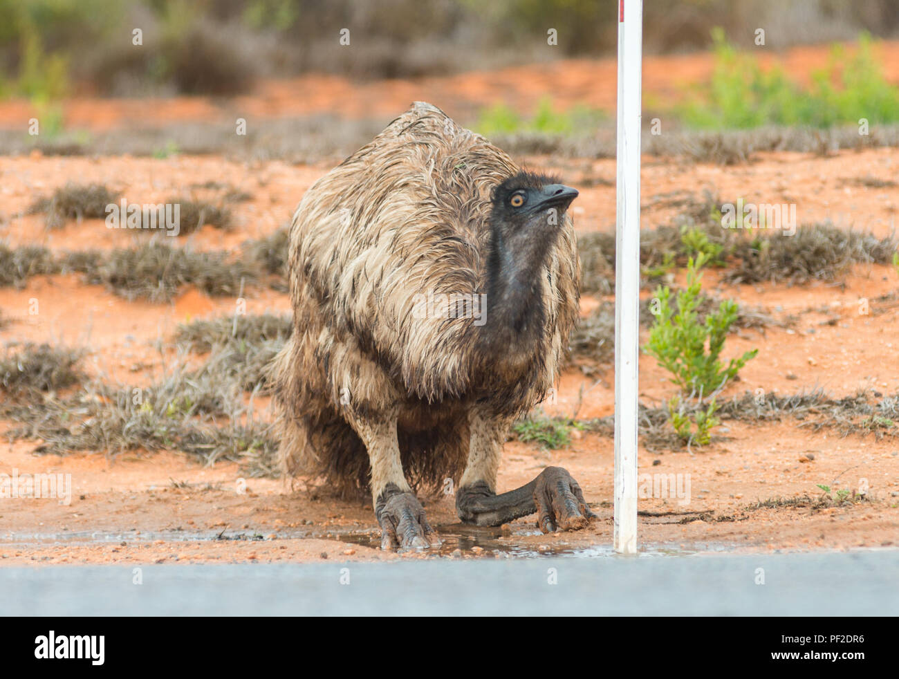 Dromaius noveahollandia, Uem bere da una pozza da strada, Western Australia, Oceania Foto Stock