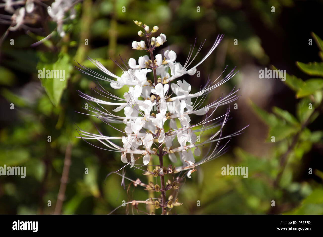 Sydney Australia, lo stelo di bianco gatto baffi fiori Foto Stock