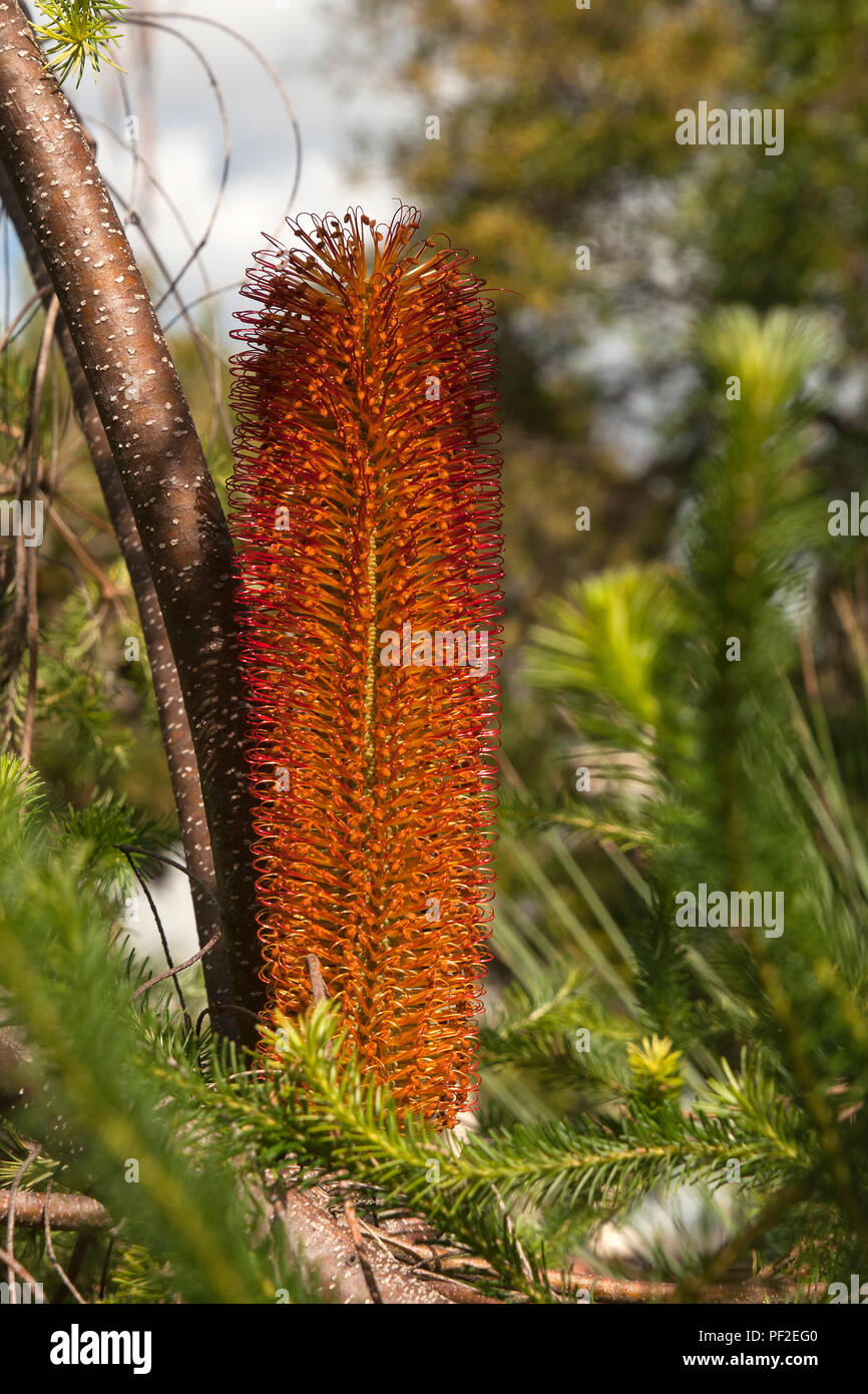 Sydney Australia, Banksia ericifolia o heath banksia cono fiore Foto Stock