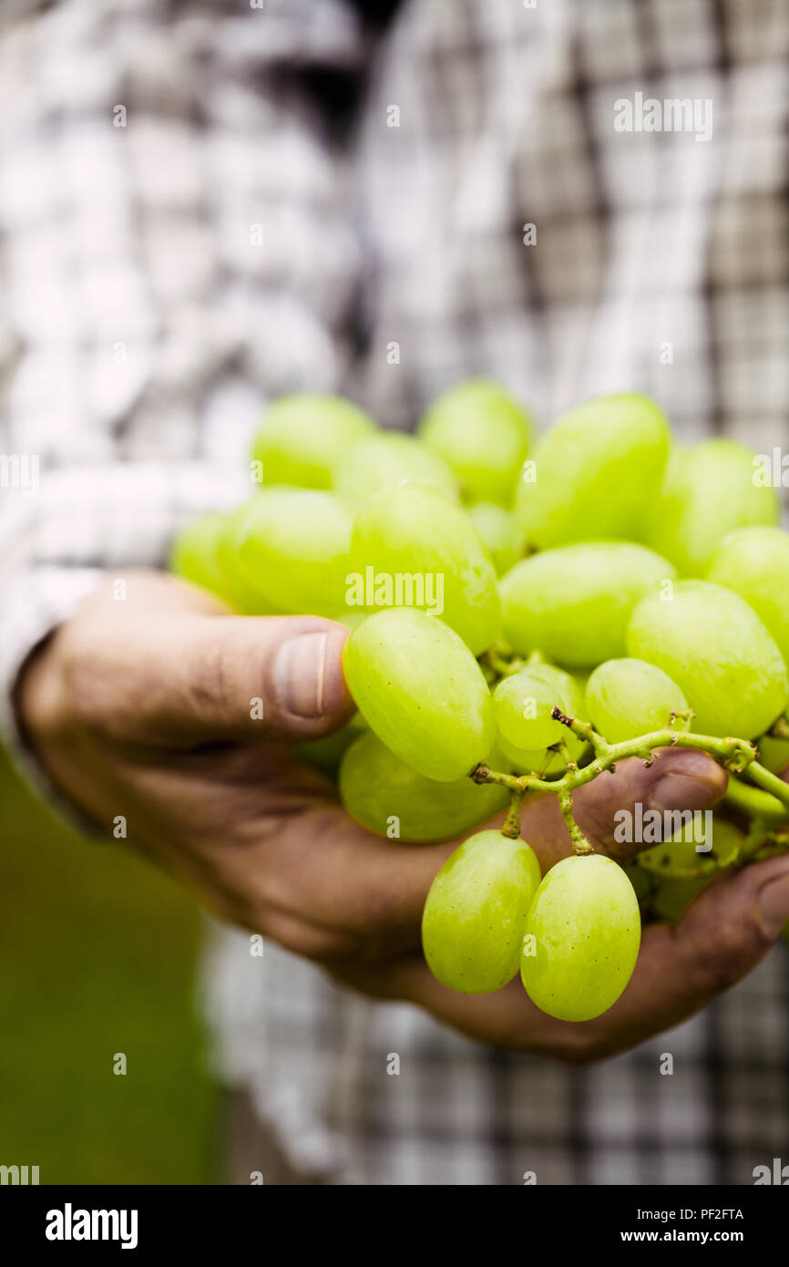 Raccolto di uve. Gli agricoltori le mani con appena raccolto di uva bianca. Foto Stock