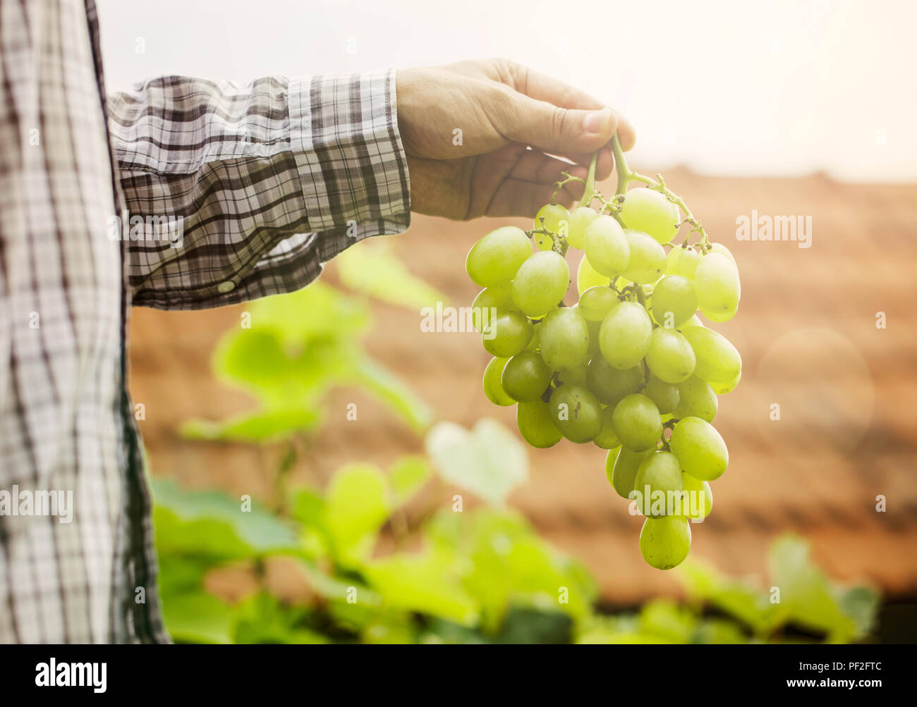 Raccolto di uve. Gli agricoltori le mani con appena raccolto di uva bianca. Foto Stock
