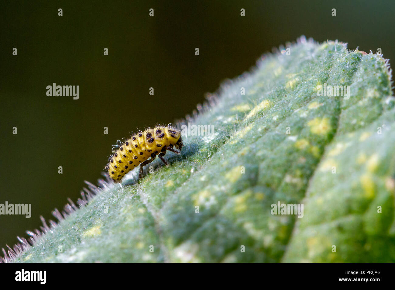 Venti due spot ladybird larva su una foglia (Thea virgintiduopunctata) Foto Stock