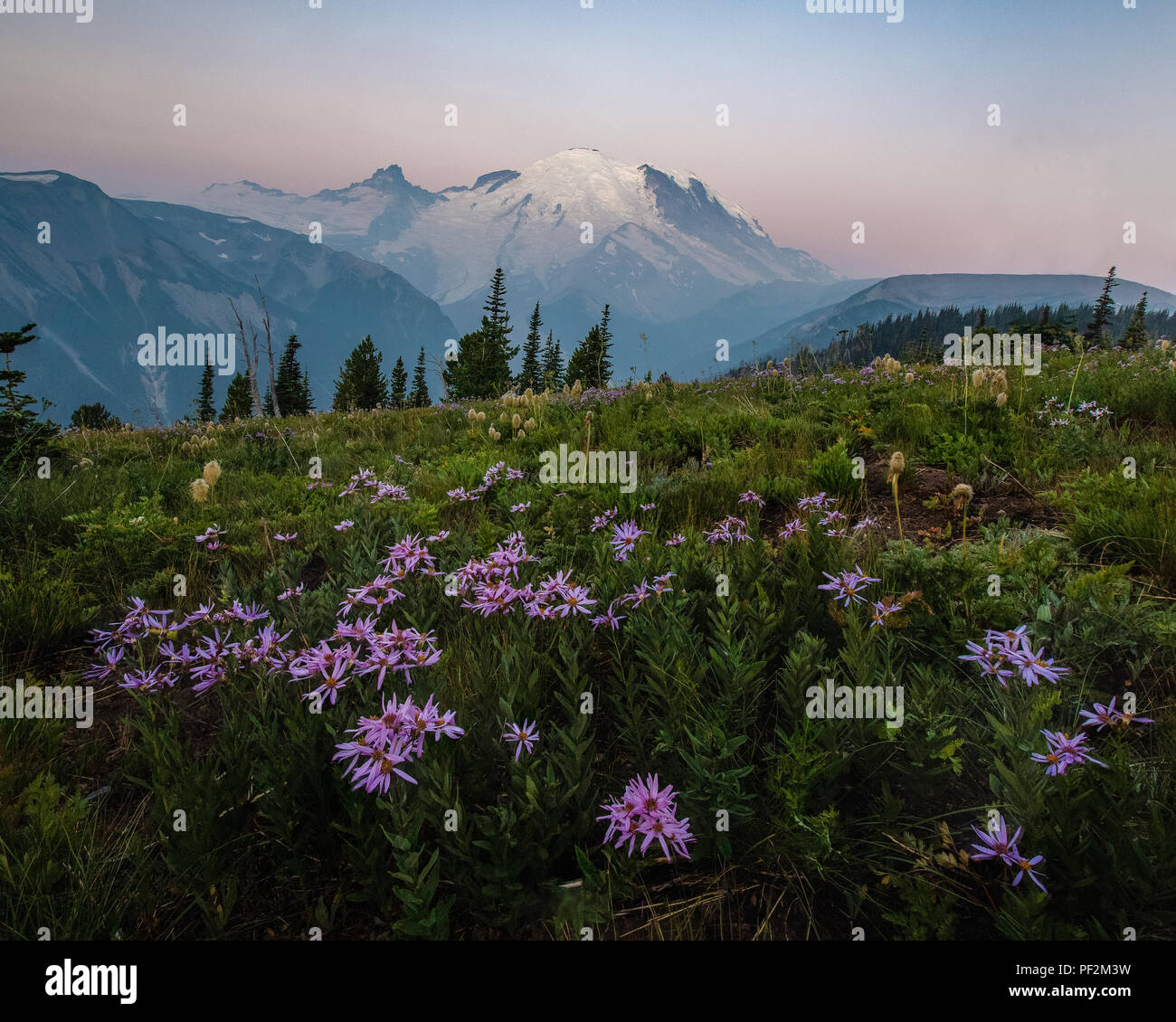 Questa è una foto di Mount Rainier con fiori selvaggi durante il sunrise a Washington. Foto Stock