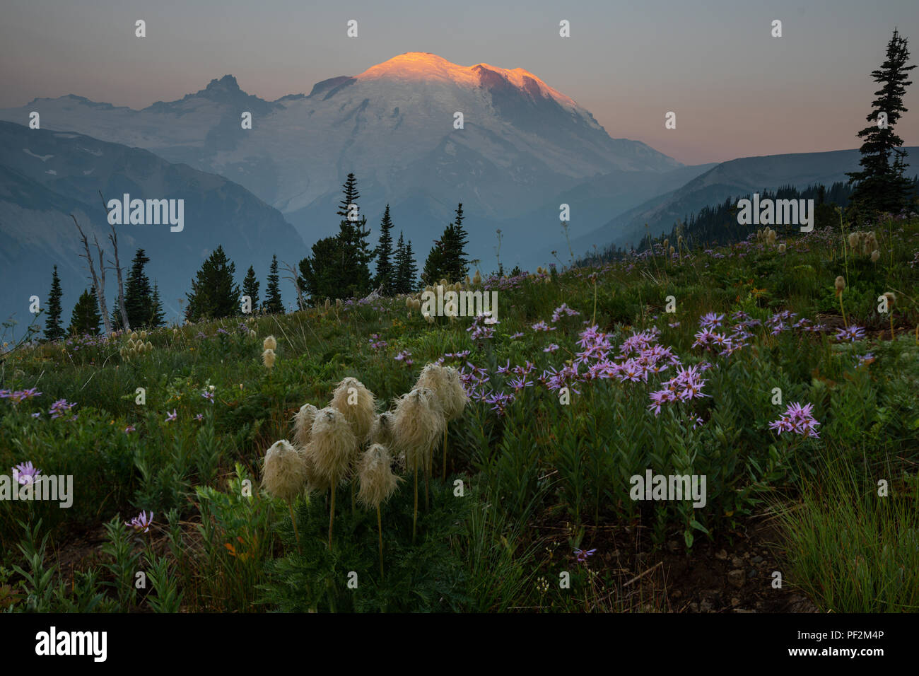 Questa è una foto di Mount Rainier con fiori selvaggi durante il sunrise a Washington. Foto Stock
