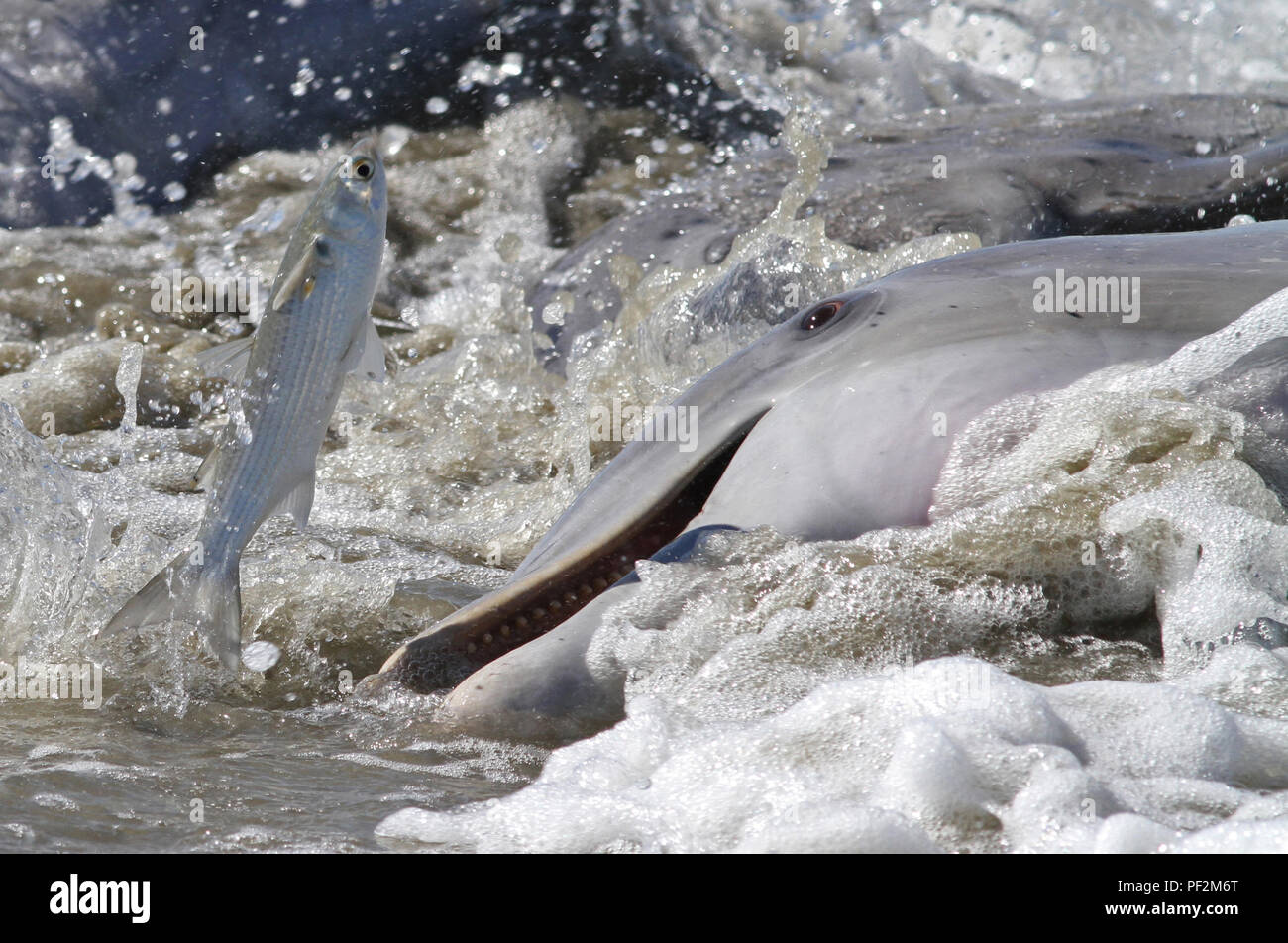 Il tursiope o delfino maggiore alimentazione del filamento mediante la guida di pesce sulla spiaggia e poi alaggio stessi di alimentazione sulla preda intrappolata. Foto Stock